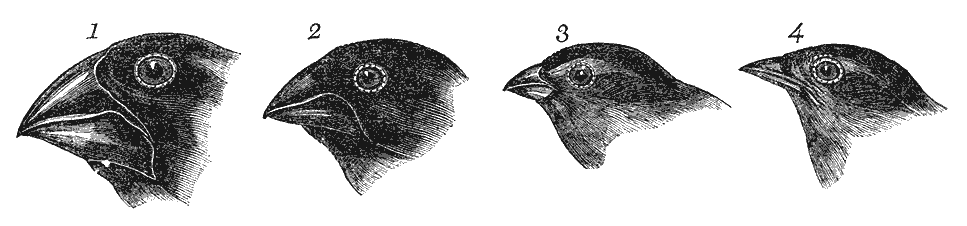 Darwin&rsquo;s Galapagos finches